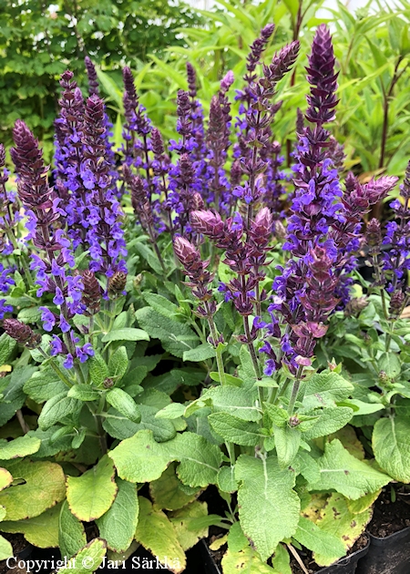  Salvia x sylvestris Blauknigin